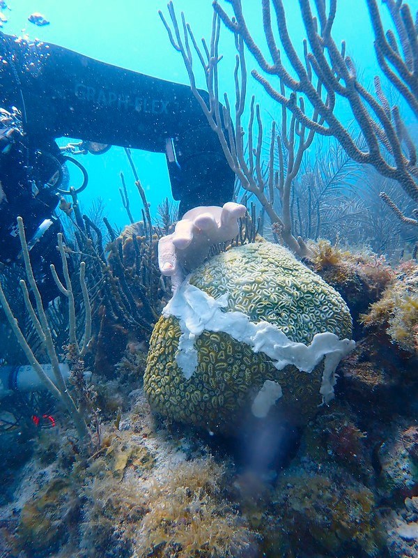 a scuba diver applies a white antibiotic paste to a coral a scuba diver applies a white antibiotic paste to a coral
