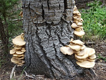 The oyster mushroom, Pleurotus populinus, is a type of wood decay (saprotrophic) fungi.