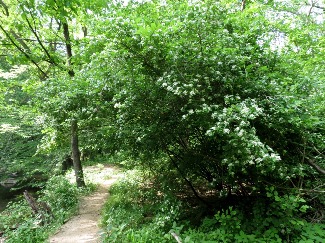 A tall green shrub with white flowers leans over a dirt trail in the forest.