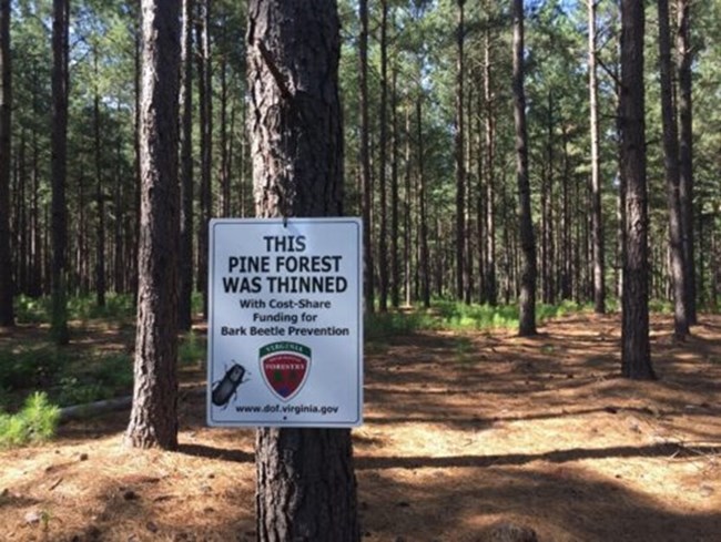 A white sign indicating that this pine forest was thinned hangs on a tree, with green pine forest in the background.