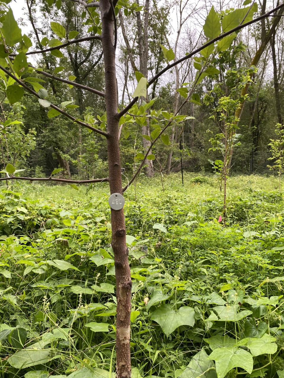 River Birch, Bates Canopy