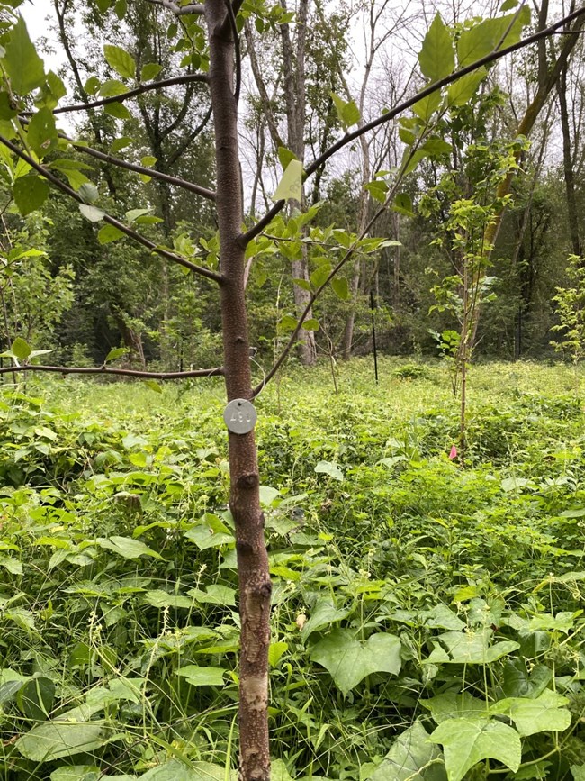 A tree with a silver tag.