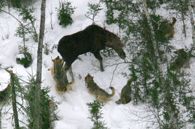 Five gray wolves hunt a moose at Isle Royale National Park in the winter.