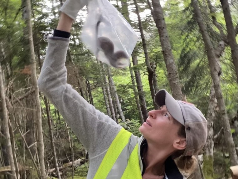 Researcher in safety vest holds up a bag containing a live weasel-like animal.