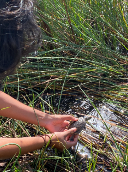 Person using two hands to gently place a turtle among the rushes at the edge of a pond.