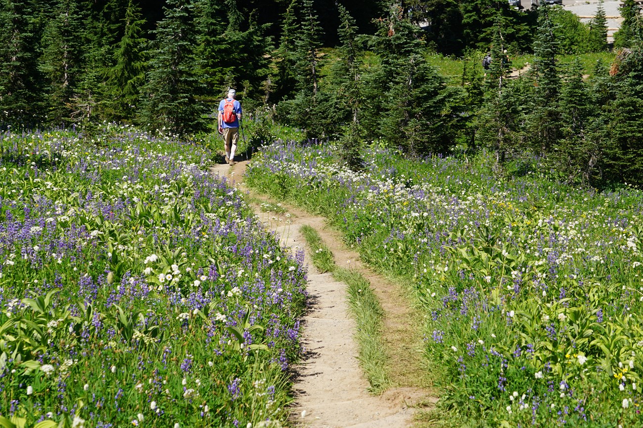 a trail runs through a meadow of flowers. The trail has a secondary adjacent path that has damaged the meadow