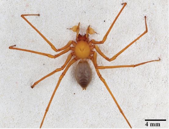 An orange-brown spider with thin legs.