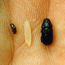 A southern pine beetle (left) and a black turpentine beetle (right) compared to a grain of rice (middle) in someone’s palm.