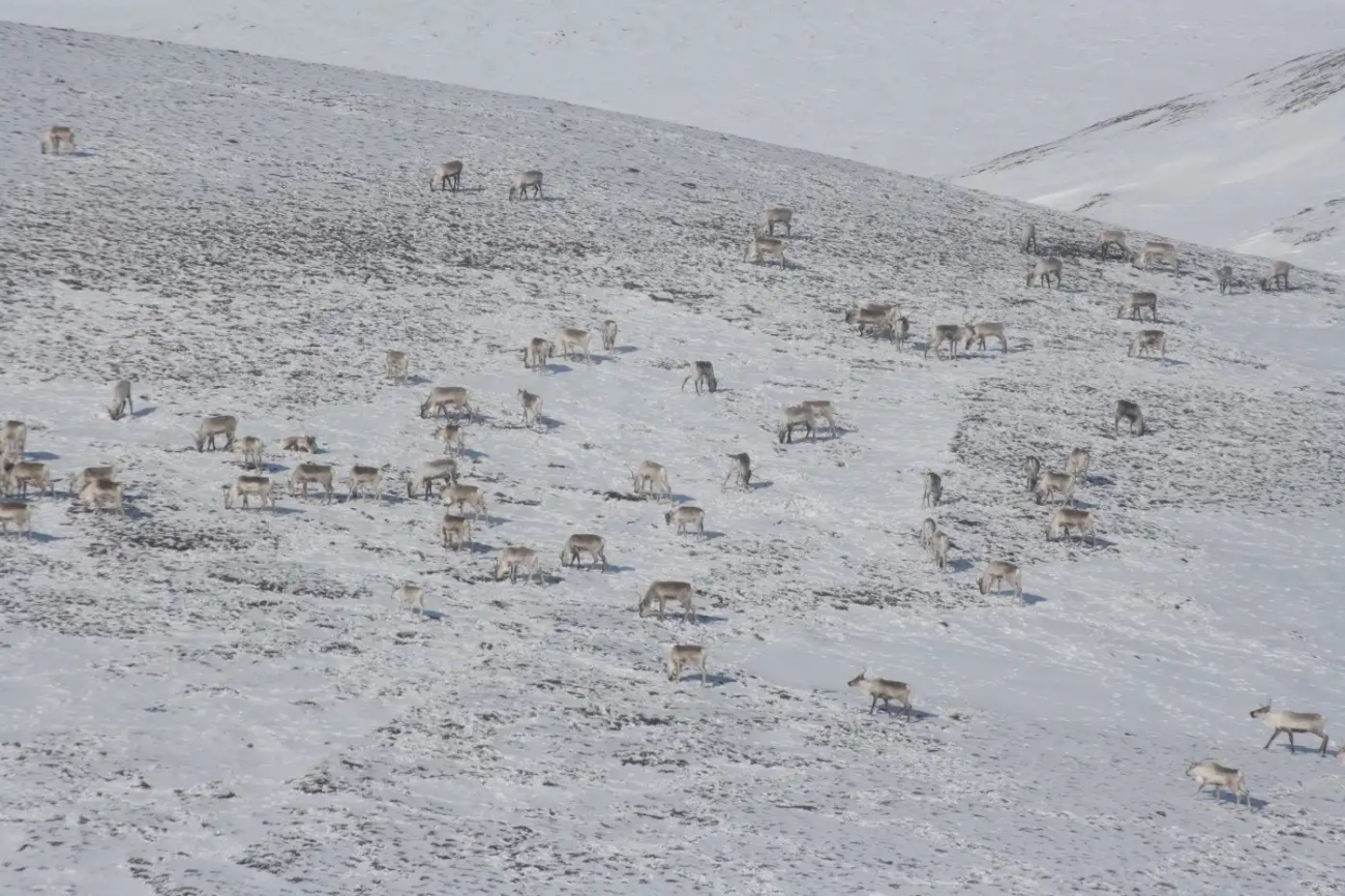 Caribou Herd A caribou herd grazing on a snow-covered hillside.