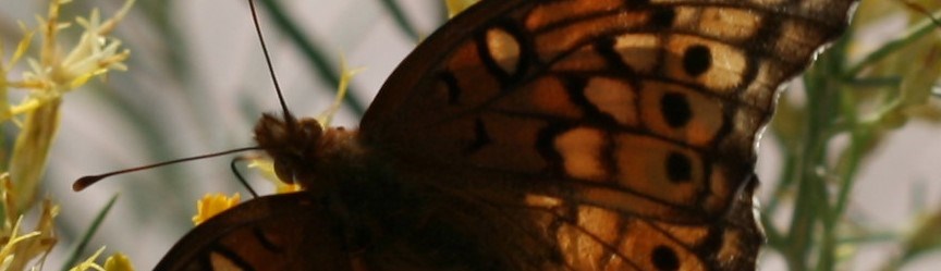 a brown butterfly with long antennae spreads its brown spotted wings.