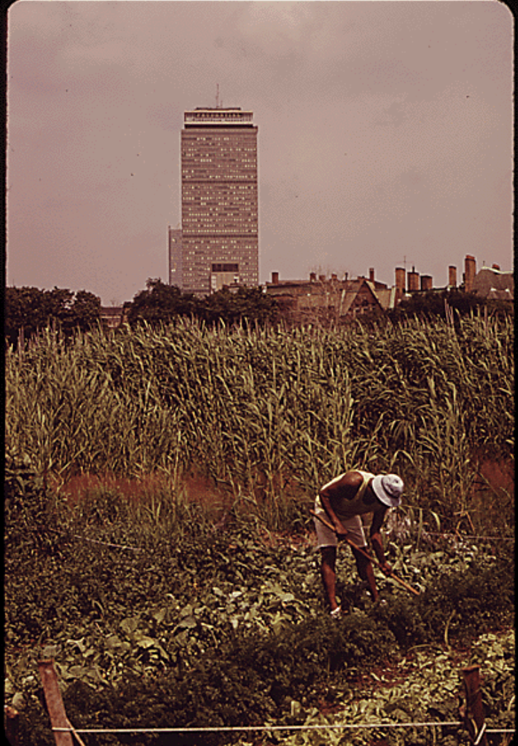 Man in shirt with no sleeves, shorts, and a white bucket hat is hunched over in a field of grass with a hoe in his hand. The grass extends all around him, and in the distance there are low buildings, with one rising higher than the rest.
