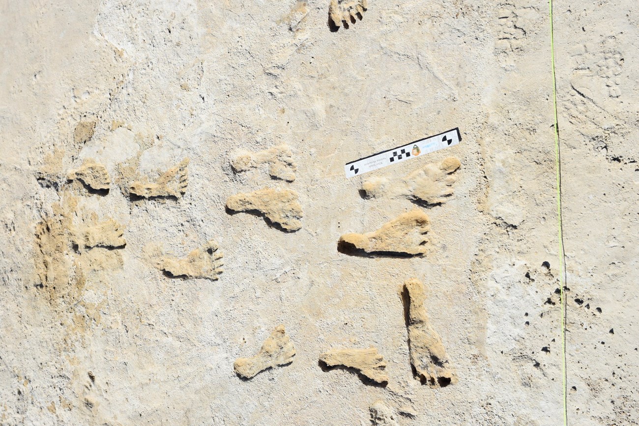 whsa b47488a1-0f52-4d94-9da3-b7b8fea91d0eMdResProxy Trace fossil trackway of human footprints.