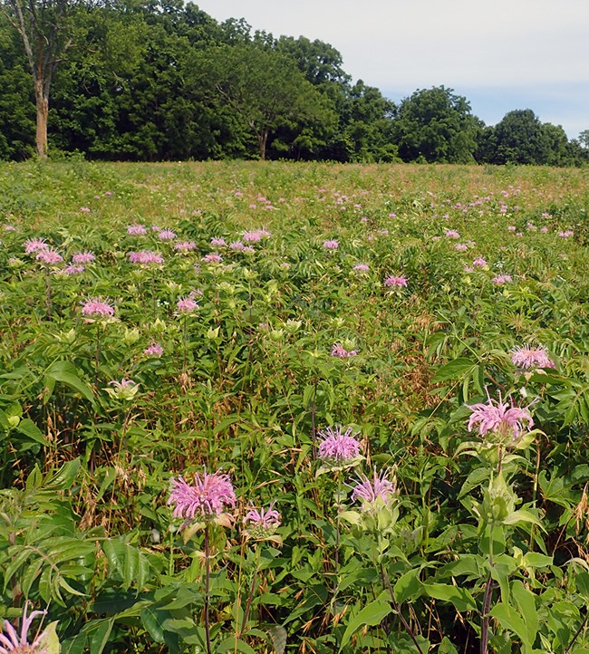 A field of green plants with some plants having purple flowers and a forest in the background.