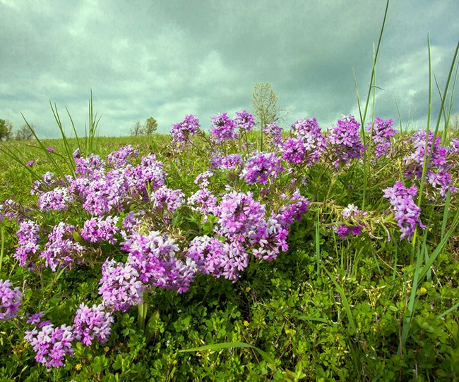 Closeup of purple blooms in a prairie