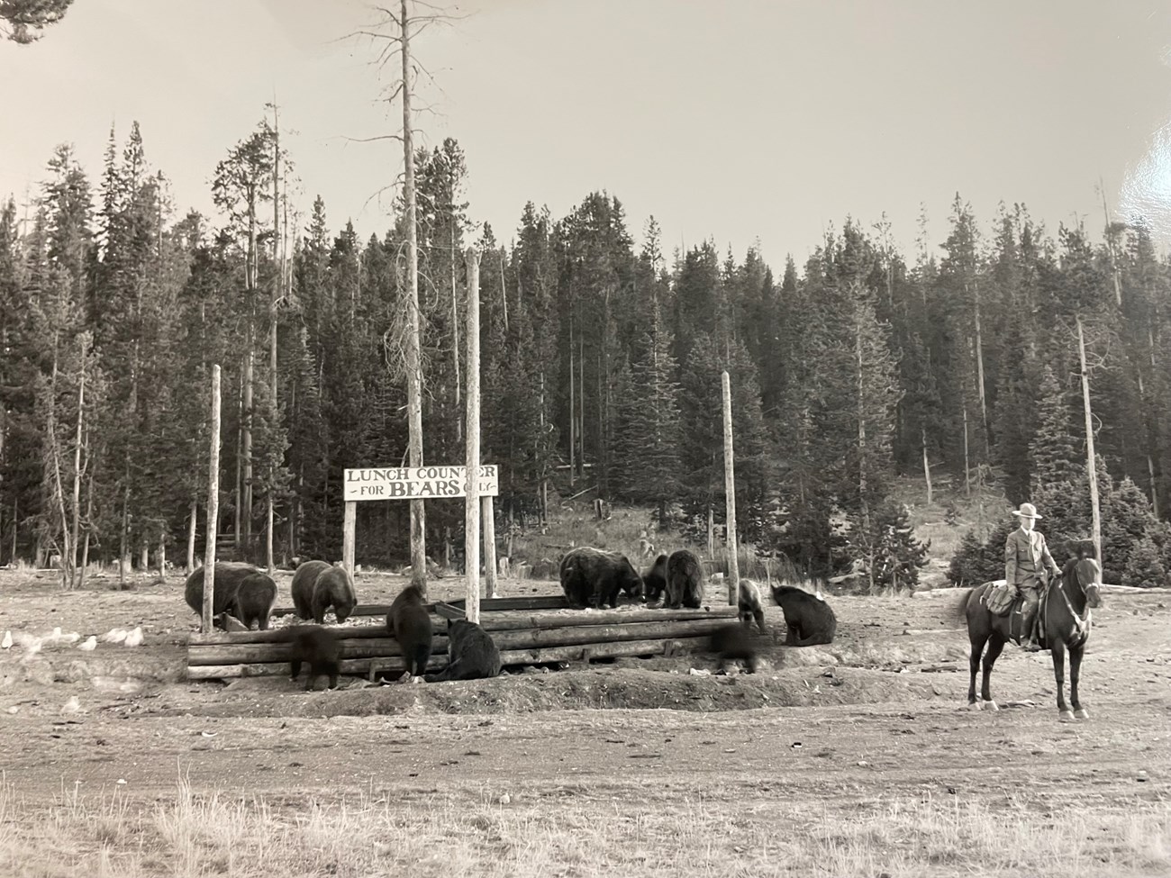 Bear lunch counter Ranger on a horse standing guard as many bears feed on garbage.