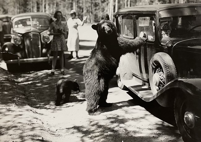 Begging black bear begging Black bear and cub begging for food from tourists on the road