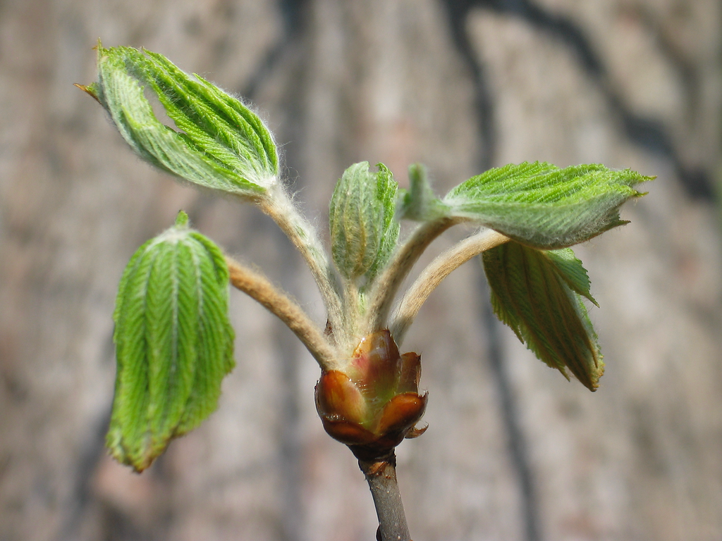 buds of green leaves growing from a branch