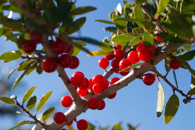 Red berries on a green-leafed shrub against a blue sky.