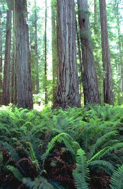 Redwood National and State Parks World Heritage Site U.S