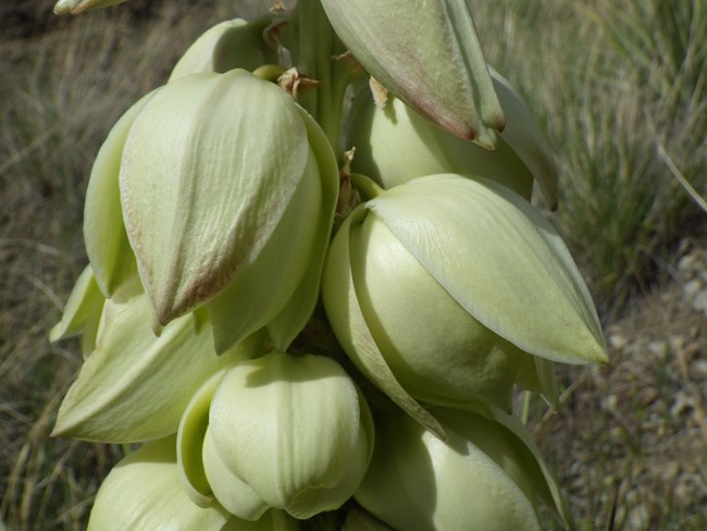 green pod of Yucca plant