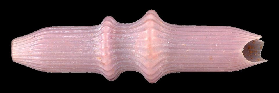 FOVA 10495 Side view of a delicate pink bead with a raised decoration.