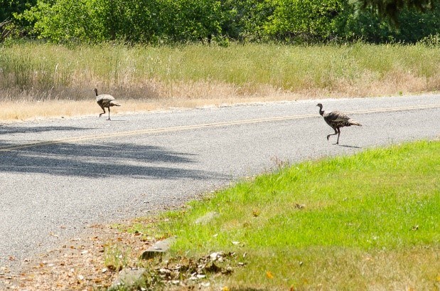 wild turkey on a road