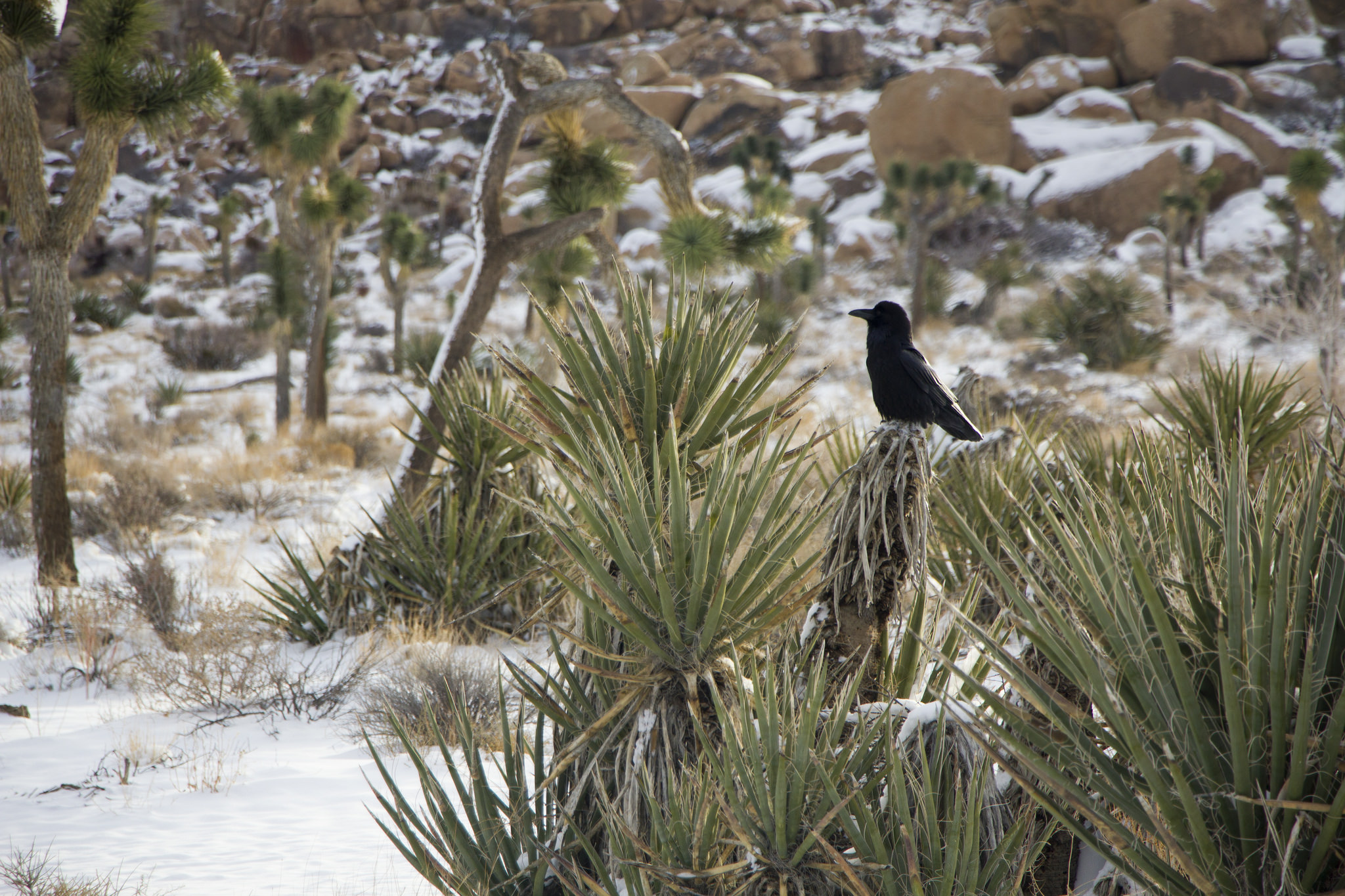 Common Raven - Channel Islands National Park (U.S. National Park Service)