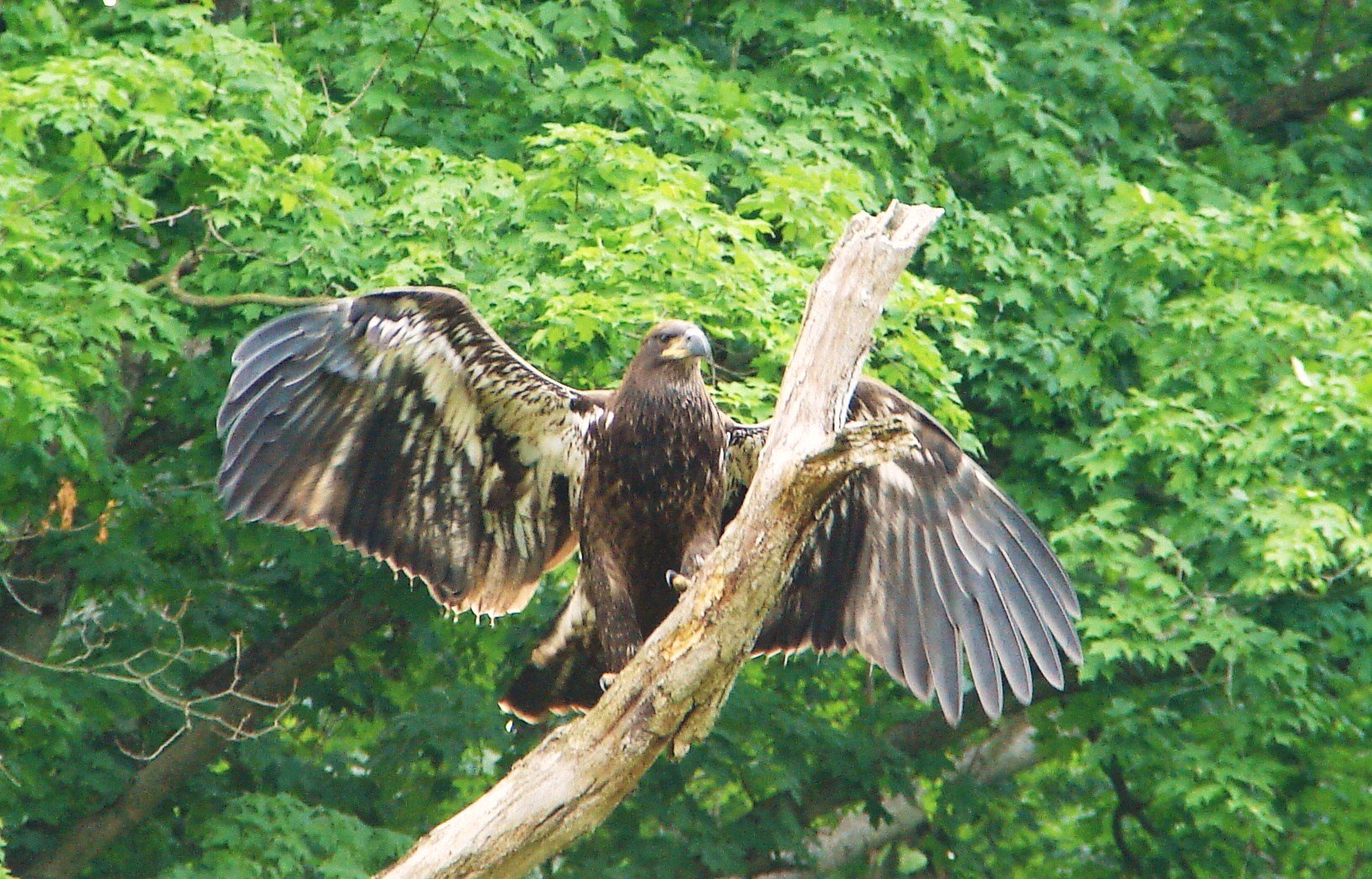 Bald Eagles Return to Cuyahoga Valley (U.S. National Park Service)