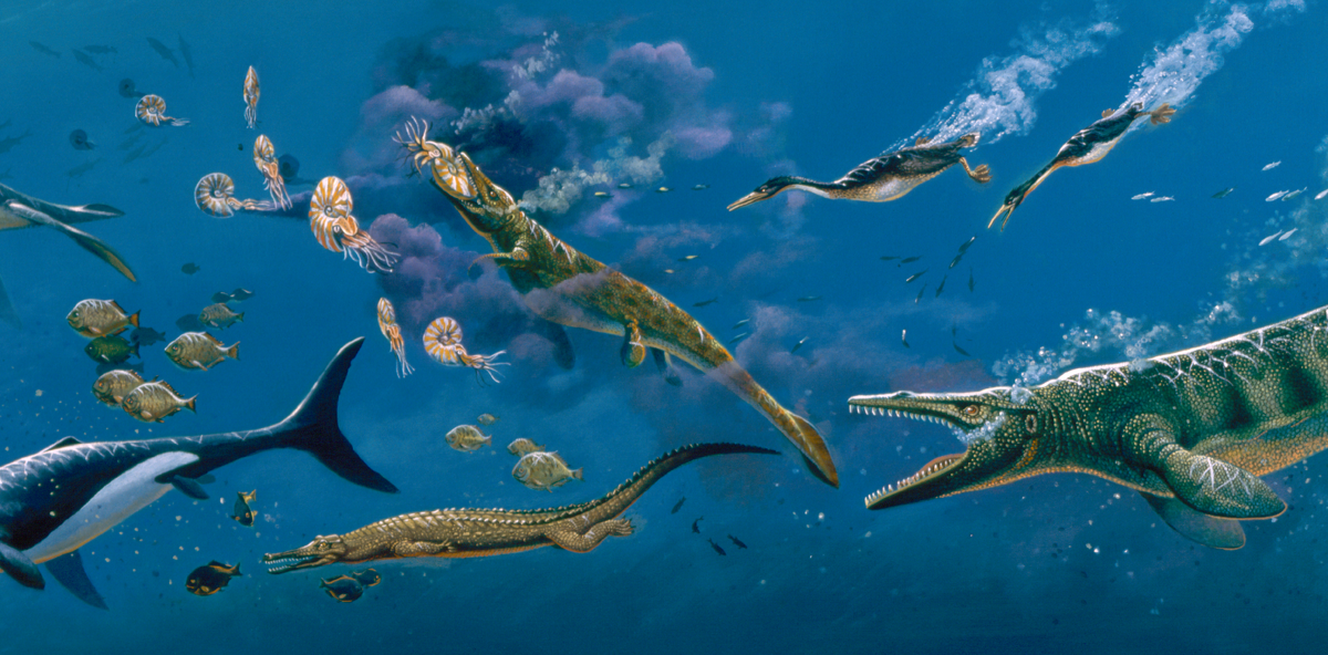 Fossils Of The 2011 National Fossil Day Artwork U S
