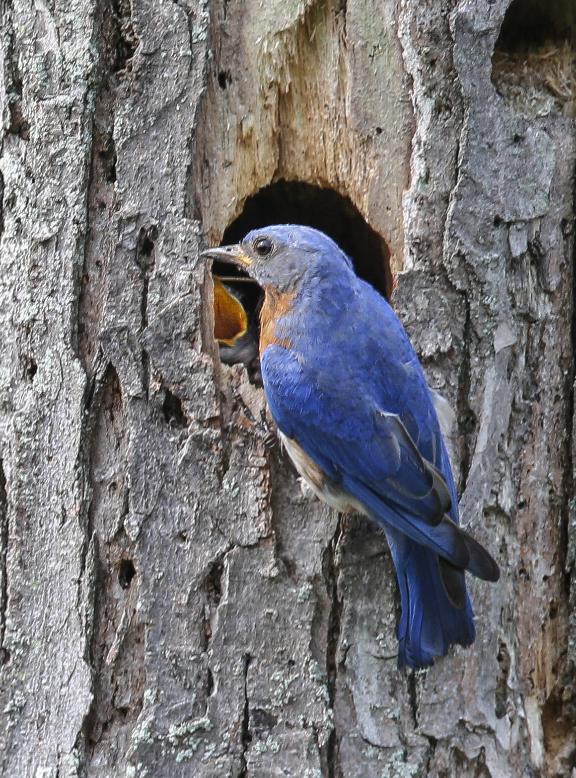 junior-ranger-jr-explores-bluebirds-u-s-national-park-service