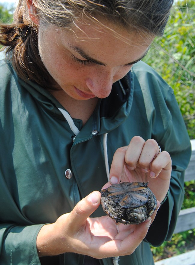 lt= A student researcher inspects the underside of a mud turtle