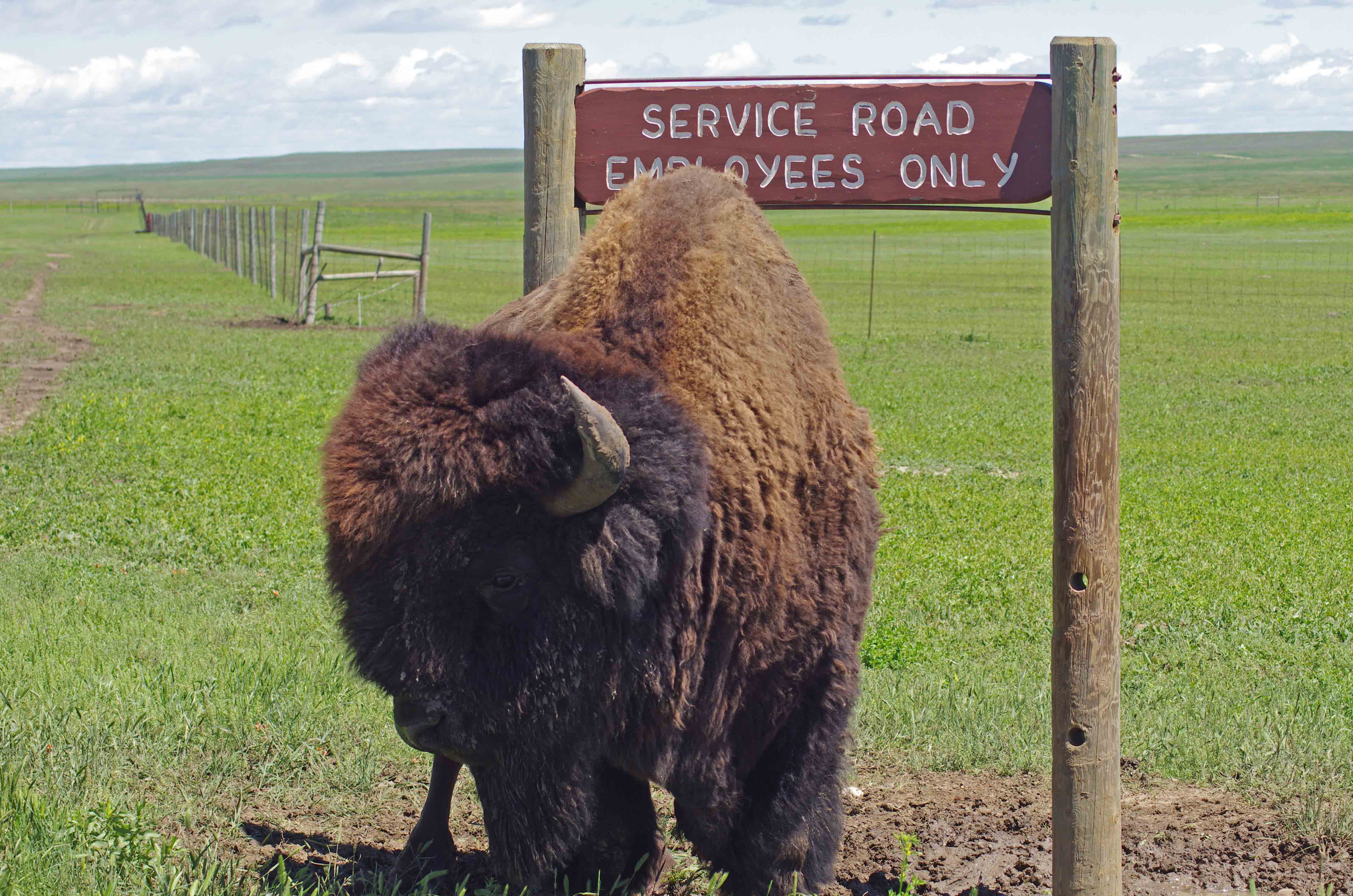 Bison, Buffalo, Tatanka: of the Badlands (U.S. National