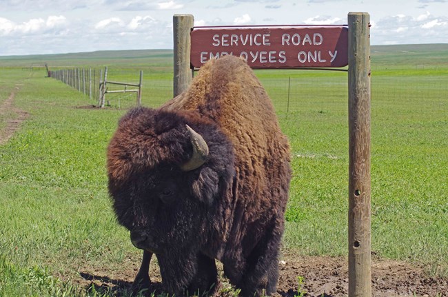 Single buffalo standing in front of a service road sign amid green prairie grasses