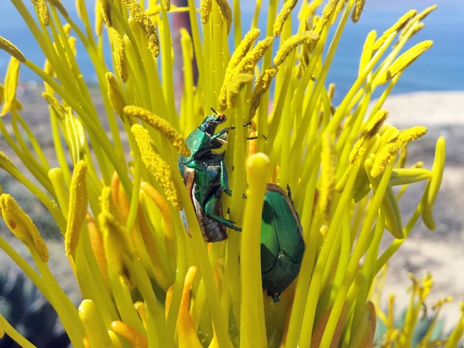 Two irridescent green beetles visiting a Shaw's agave flower