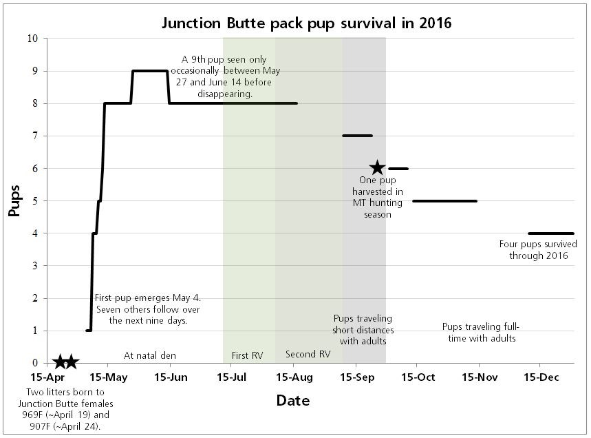 Pup Survival Junction Butte Pack 2016