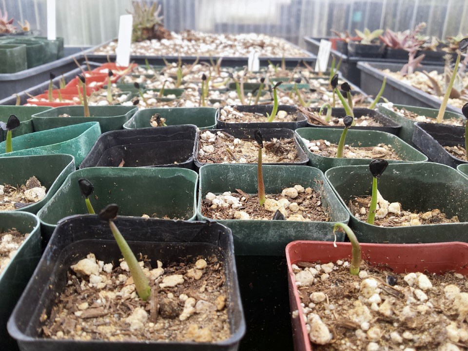 Many rows of individually-potted, recently-sprouted Shaw's agave seedlings in a greenhouse