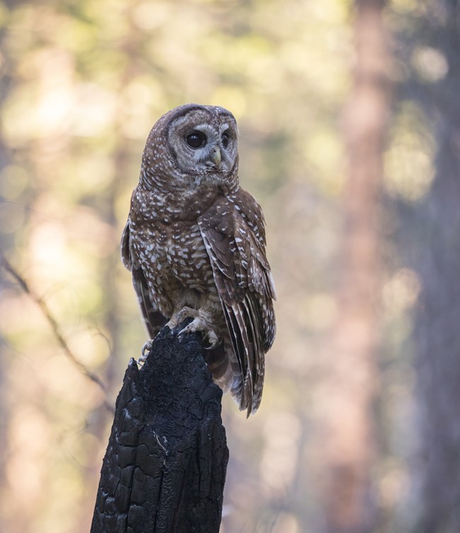 An owl, looking off to its side, is sitting on a burned tree stump.