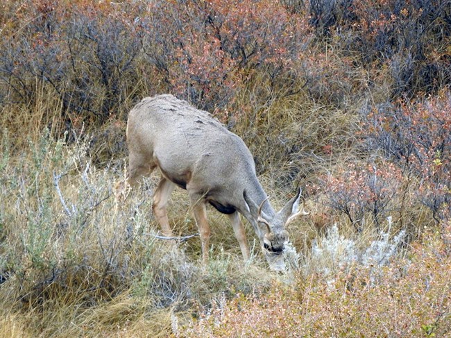 A mule deer buck grazes among grasses.