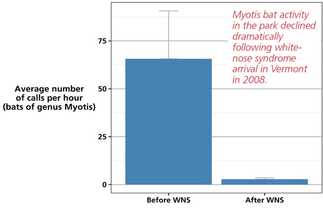 Bar chart showing Myotis bat species activity based on the number of recorded bat calls in the park both before and after white-nose syndrome's introduction.