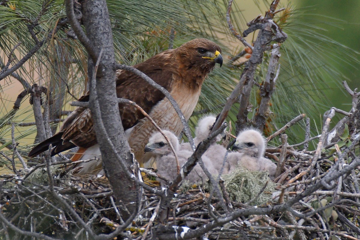 Record Year For Peregrine Falcons At Pinnacles National Park