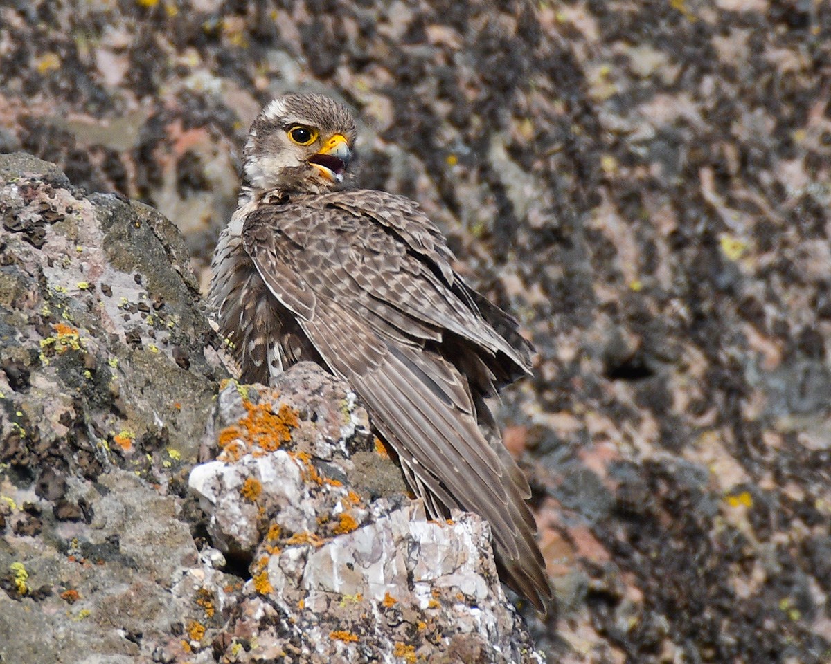 Record Year For Peregrine Falcons At Pinnacles National Park