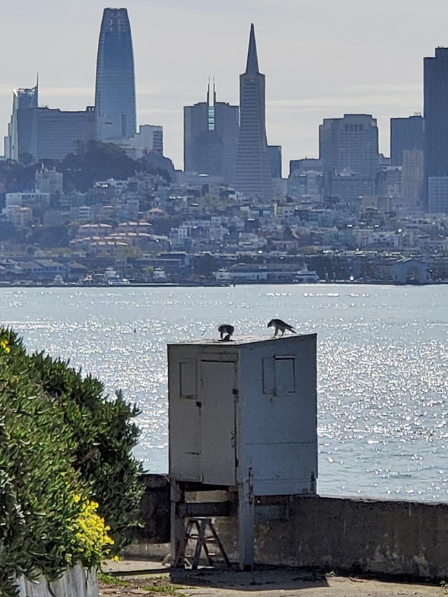 Peregrines sharing prey on an Alcatraz structure, with the San Francisco skyline behind them.