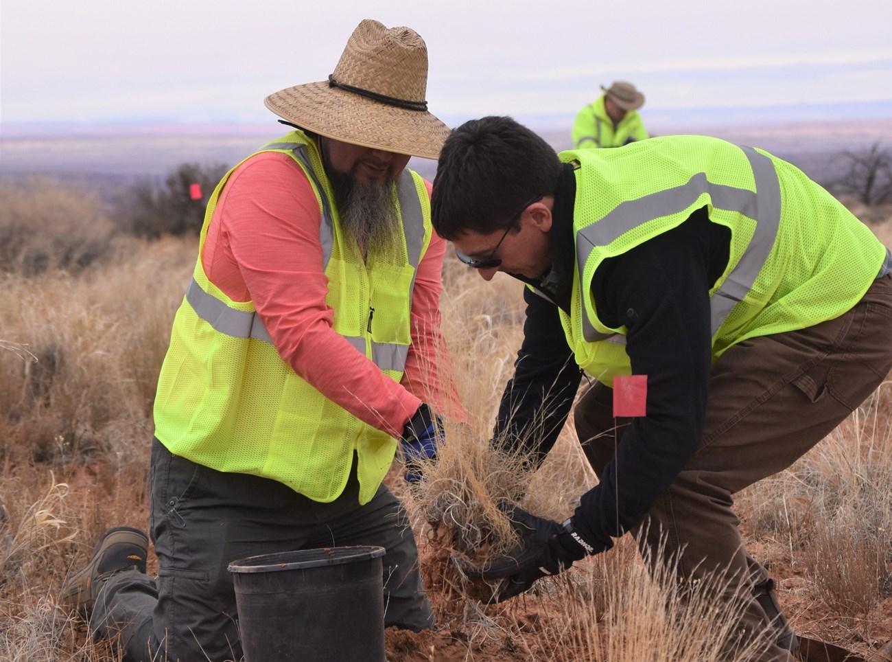UMTRA volunteers salvage bunchgrass two men in neon vests lift a bunchgrass for transplanting