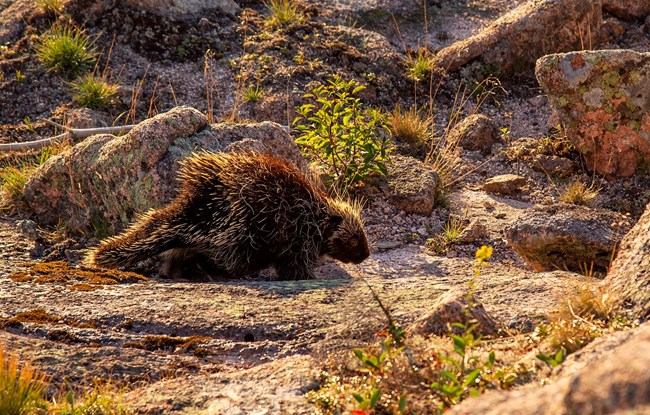 A porcupine walks across exposed granite on top of Pemetic Mountain surrounded by stones and small shrubs