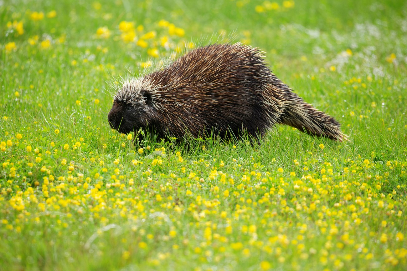 Porcupine at Schoodic A porcupine grazes in a field surrounded by green grass and yellow flowers.