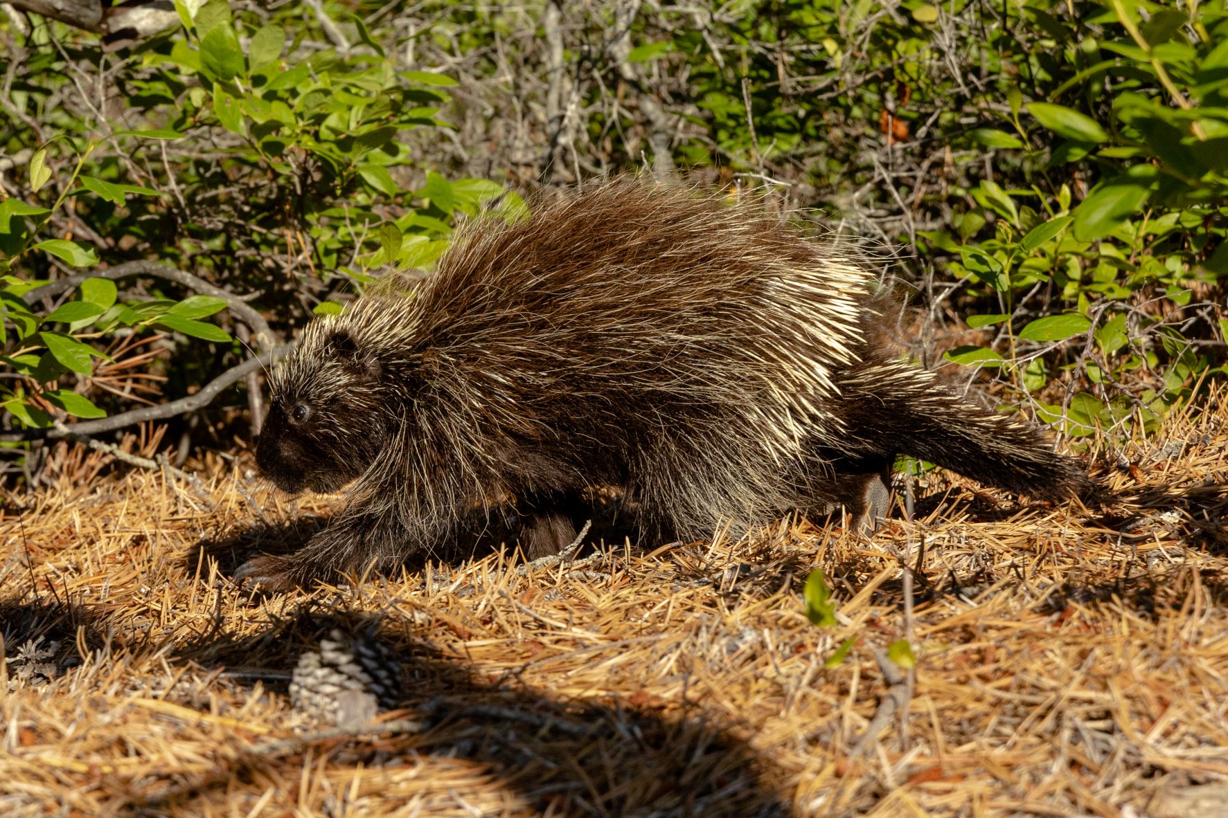 north american porcupine range