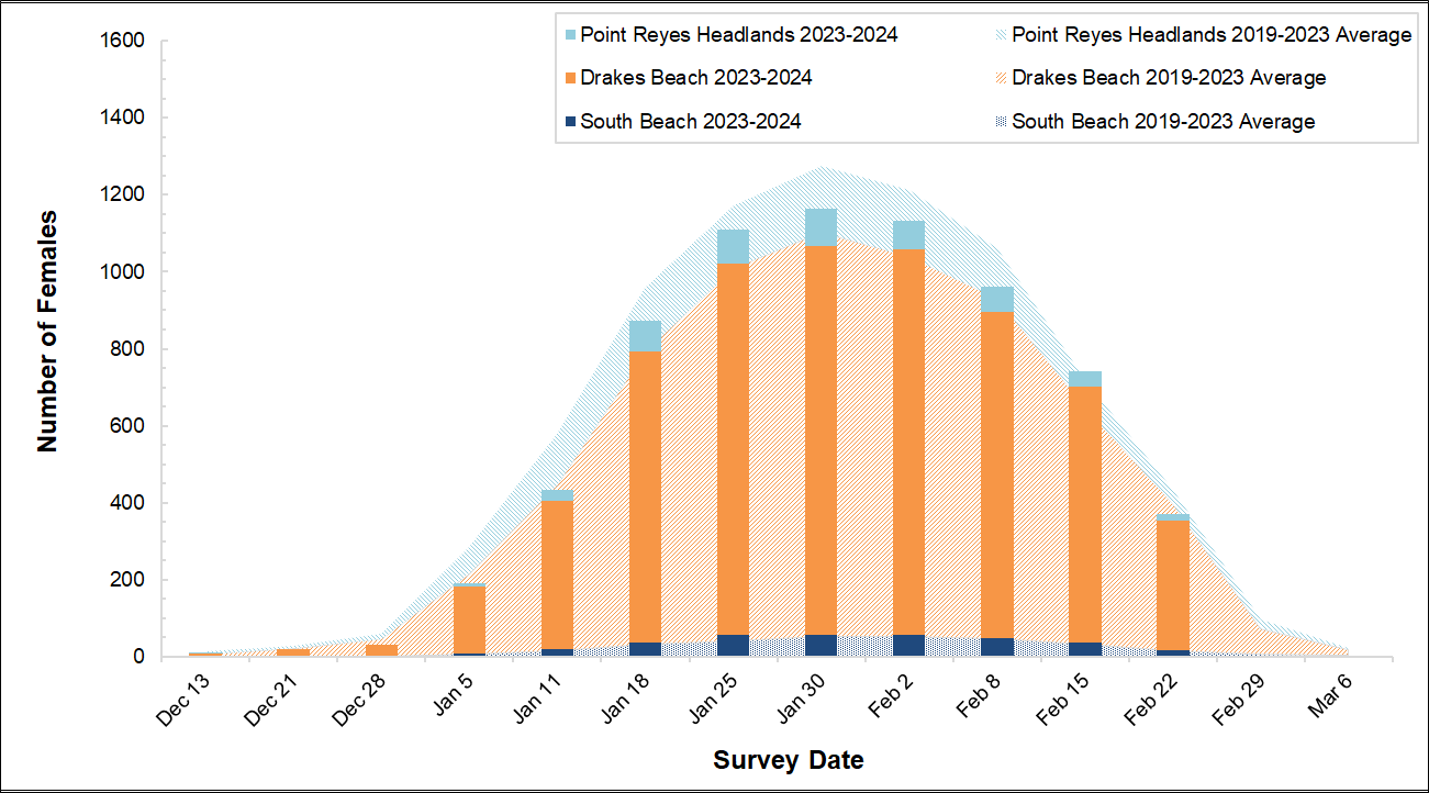 Graph of female elephant seal counts at 3 colonies in Point Reyes in 2023-2024 by survey date. Bars for the present season are overlayed on an area graph showing the average of the past 5 seasons. The bars so far are a bit shy of the area graph curve.