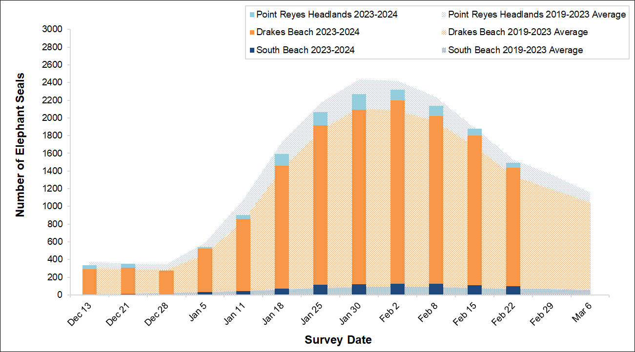 Graph of the total number of elephant seals surveyed at three locations in Point Reyes by survey date. Bars representing current season surveys fall slightly short of the background area graph representing the average seals surveyed over the last 5 years.