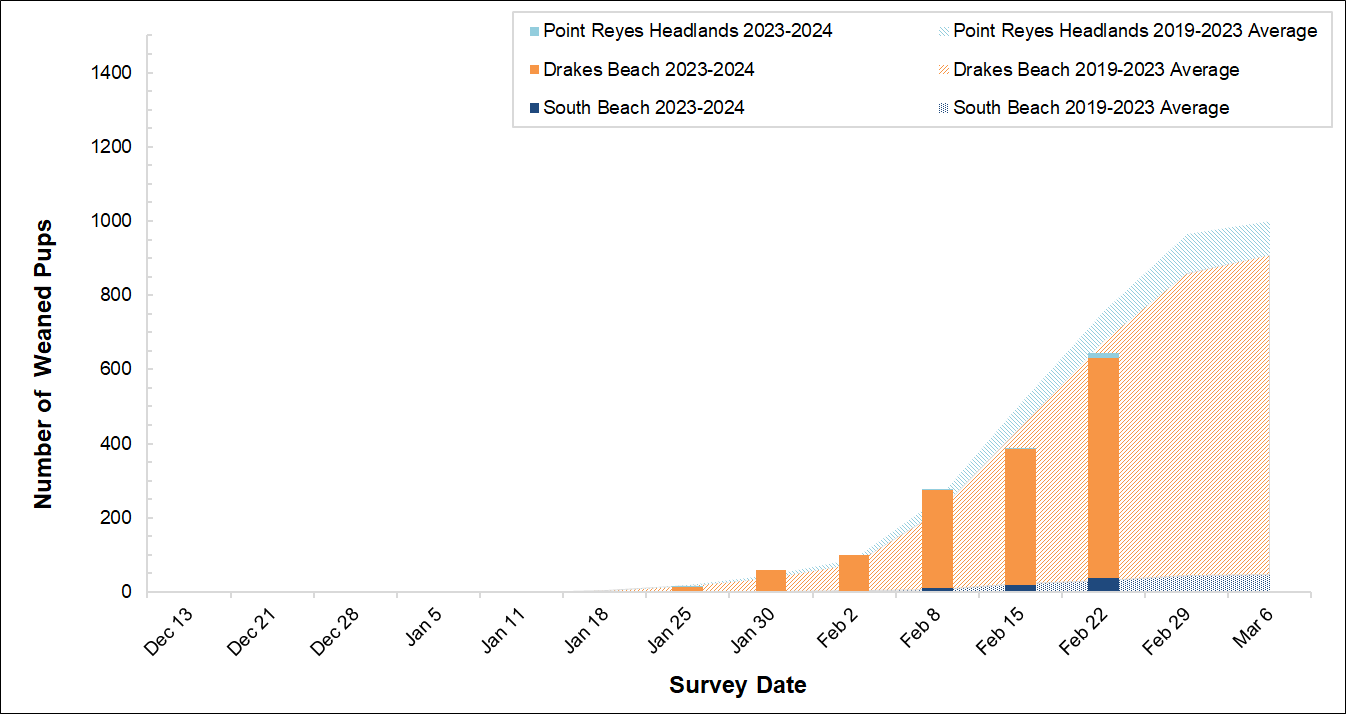 Graph of weaned pups counted at 3 colonies in Point Reyes in 2023-2024 by survey date. Bars for the present season are overlayed on an area graph of the 5-year average of weaned pups counted.