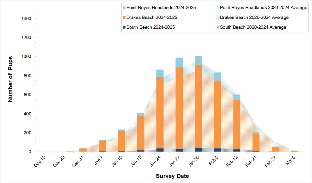 Elephant Seal Pup Counts, Winter 2024-2025 Graph of elephant seal pups counted at 3 colonies in Point Reyes by survey date. Bars for this season are overlayed on an area graph of the 5-year average of pups counted. Most bars are similar the average throughout the season.